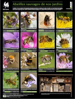 thumbnail - Abeilles sauvages de nos jardins / Wildbienen im Garten - Poster